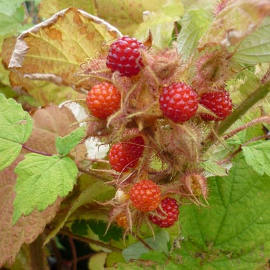 Japanese Wineberry